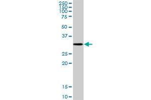 CTSZ MaxPab polyclonal antibody.