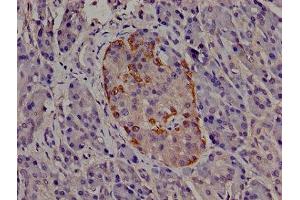 Immunohistochemistry of paraffin-embedded human pancreatic tissue using ABIN7147218 at dilution of 1:100