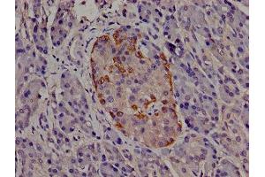 Immunohistochemistry of paraffin-embedded human pancreatic tissue using ABIN7147218 at dilution of 1:100 (EIF3I anticorps  (AA 276-486))