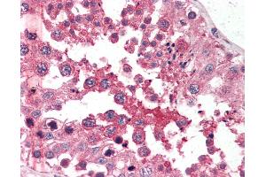 Anti-GPC4 / Glypican 4 antibody IHC of human testis.