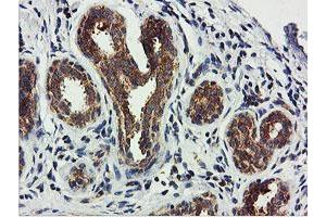 Image no. 6 for anti-Ubiquitin Specific Peptidase 10 (USP10) antibody (ABIN1501687)