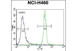 XYLT1 Antibody (N-term) (ABIN656706 and ABIN2845937) flow cytometric analysis of NCI- cells (right histogram) compared to a negative control cell (left histogram). (XYLT1 anticorps  (N-Term))