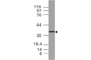 Image no. 1 for anti-Secreted Protein, Acidic, Cysteine-Rich (Osteonectin) (SPARC) (AA 52-268) antibody (ABIN5027541) (SPARC anticorps  (AA 52-268))