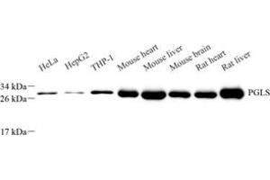 Western blot analysis of PGLS (ABIN7072865) at dilution of 1: 500 (PGLS anticorps)