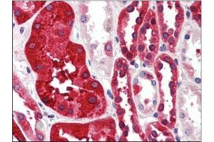 Human Kidney (formalin-fixed, paraffin-embedded) stained with FTH1at 4 µg/ml followed by biotinylated anti-goat IgG secondary antibody, alkaline phosphatase-streptavidin and chromogen. (FTH1 anticorps  (C-Term, Heavy Chain))