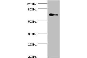 Western blot All lanes: ELF1 antibody at 1. (ELF1 anticorps  (AA 1-210))