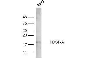 Mouse lung lysate probed with Anti-PDGF-A Polyclonal Antibody  at 1:5000 90min in 37˚C. (PDGFA anticorps  (AA 125-170))