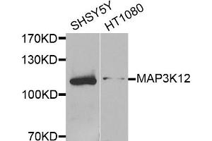 Western blot analysis of extracts of SH-SY5Y and HT1080 cells, using MAP3K12 antibody.