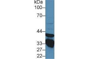 Western Blot; Sample: Rat Lung lysate; ;Primary Ab: 1µg/ml Rabbit Anti-Rat ANXA3 Antibody;Second Ab: 0.