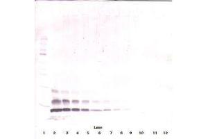 Image no. 3 for anti-Chemokine (C-C Motif) Ligand 4 (CCL4) antibody (ABIN465809) (CCL4 anticorps)