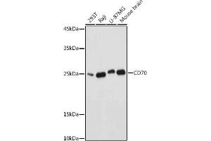 Western blot analysis of extracts of various cell lines, using CD70 antibody (ABIN3022742, ABIN3022743, ABIN3022744, ABIN1512720 and ABIN6219205) at 1:1000 dilution.