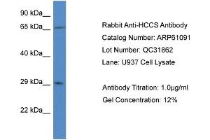 Western Blotting (WB) image for anti-Holocytochrome C Synthase (HCCS) (N-Term) antibody (ABIN2788671) (HCCS anticorps  (N-Term))