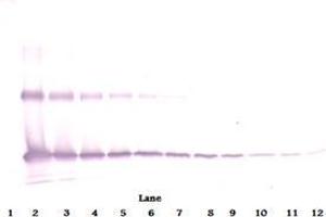 Western Blot reduced using Interleukin-33 antibody (IL-33 anticorps  (Biotin))
