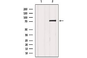 Western blot analysis of extracts from Mouse brain, using FXR1 Antibody. (FXR1 anticorps  (Internal Region))