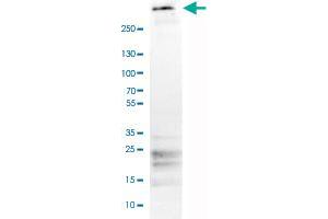 Western Blot analysis of human tonsil tissue lysate with FBN1 monoclonal antibody, clone CL0225 . (Fibrillin 1 anticorps)