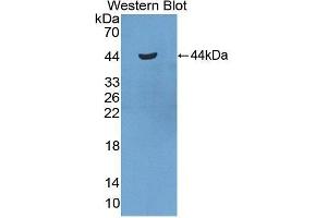 Western Blotting (WB) image for anti-Serum Amyloid A2 (SAA2) (AA 20-122) antibody (ABIN1870548) (SAA2 anticorps  (AA 20-122))