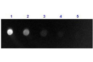 Dot Blot results of Rabbit Anti-Sheep IgG F(ab')2 Antibody Fluorescein Conjugate. (Lapin anti-Mouton IgG (F(ab')2 Region) Anticorps (FITC) - Preadsorbed)