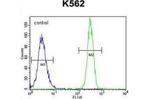 Flow cytometric analysis of K562 cells using FBRSL1 Antibody (C-term) Cat. (FBRSL1 anticorps  (C-Term))