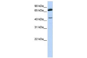 Western Blotting (WB) image for anti-NFKB Repressing Factor (NKRF) antibody (ABIN2458378) (NKRF anticorps)