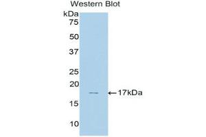 Western Blotting (WB) image for anti-Membrane Metallo-Endopeptidase (MME) (AA 32-164) antibody (ABIN1175019) (MME anticorps  (AA 32-164))