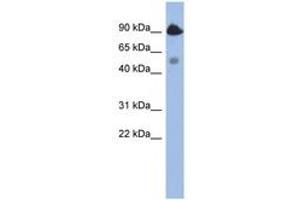 Image no. 1 for anti-BCL2-Like 13 (Apoptosis Facilitator) (BCL2L13) (AA 395-444) antibody (ABIN6744342)