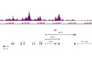 Suz12 antibody (pAb) tested by ChIP-Seq.