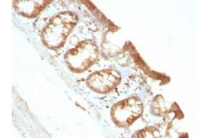 IHC testing of FFPE rat colon with Moesin antibody (clone MSN/491). (Moesin anticorps)