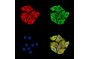 ABIN7096004 and ABIN7100066 staining Hela cells by IF/ICC. (HERC3 anticorps)