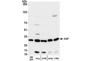 Western Blotting (WB) image for anti-serine/arginine-Rich Splicing Factor 1 (SRSF1) (AA 1-50) antibody (ABIN7449993)