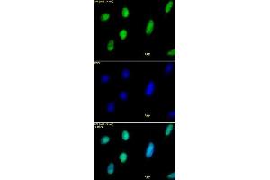 Histone H2AX antibody tested by immunofluorescence. (H2AFX anticorps  (C-Term))