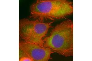 Immunofluorescent analysis of 4 % paraformaldehyde-fixed, 0.