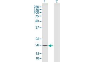 SSH2 antibody  (AA 1-178)