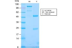 anti-Transducin-Like Enhancer of Split 1 (E(sp1) Homolog, Drosophila) (TLE1) (AA 175-338) antibody