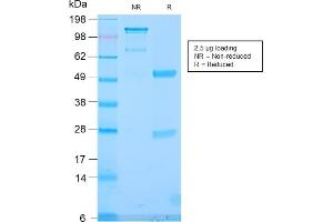 SDS-PAGE Analysis Purified TLE1 Rabbit Recombinant Monoclonal Antibody (TLE1/2946R). (Recombinant TLE1 anticorps  (AA 175-338))