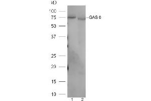 Lane 1: Mouse liver lysates Lane 2: Mouse kidney lysates probed with Rabbit Anti-GAS 6 Polyclonal Antibody, Unconjugated (ABIN873146) at 1:300 overnight at 4 °C. (GAS6 anticorps  (AA 551-650))