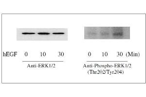 Western blot analysis of extracts from 100 ng/mL hEGF treated A431 cells.
