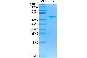 Cynomolgus HLA-G on Tris-Bis PAGE under reduced condition. (HLAG Protein (Monomer) (HLA-G))