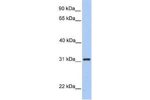 Western Blotting (WB) image for anti-Signal Recognition Particle Receptor, B Subunit (SRPRB) antibody (ABIN2459317) (SRPRB anticorps)
