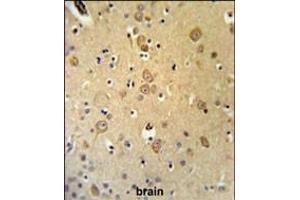 LRRTM1 Antibody (Center) (ABIN653675 and ABIN2843005) IHC analysis in formalin fixed and paraffin embedded brain tissue followed by peroxidase conjugation of the secondary antibody and DAB staining.