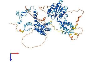 AlphaFold protein structure predicition of Human Recombinant WRNIP1 Protein, UniprotID Q96S55