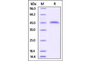 Mouse CD3 epsilon, Fc Tag on SDS-PAGE under reducing (R) condition.