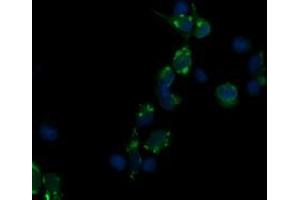 Image no. 4 for anti-CD3 epsilon (CD3E) antibody (ABIN1497222) (CD3 epsilon anticorps)