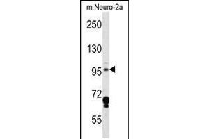 Western blot analysis in mouse Neuro-2a cell line lysates (35ug/lane). (MAP4K3 anticorps  (AA 501-529))