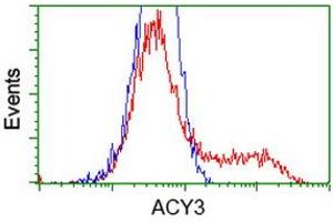 Image no. 2 for anti-Aminoacylase 3 (ACY3) antibody (ABIN1496467) (Aminoacylase 3 anticorps)