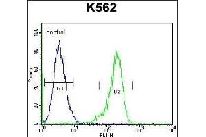 RPS19 Antibody (Center) (ABIN655978 and ABIN2845362) flow cytometric analysis of K562 cells (right histogram) compared to a negative control cell (left histogram).