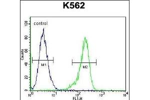 RPS19 Antibody (Center) (ABIN655978 and ABIN2845362) flow cytometric analysis of K562 cells (right histogram) compared to a negative control cell (left histogram). (RPS19 anticorps  (AA 25-54))