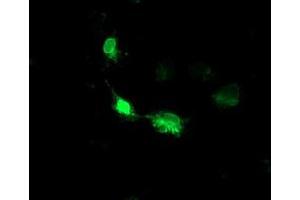 Image no. 4 for anti-Heme Oxygenase (Decycling) 2 (HMOX2) antibody (ABIN1498685)