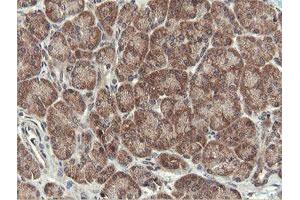 Image no. 11 for anti-OTU Domain, Ubiquitin Aldehyde Binding 1 (OTUB1) antibody (ABIN1499930)