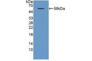 Western blot analysis of recombinant Human TRAF1. (TRAF1 anticorps  (AA 131-381))