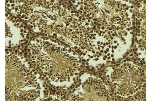 ABIN6277431 at 1/100 staining Mouse testis tissue by IHC-P.